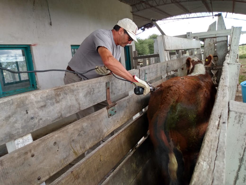 El campo no para: cuando vacunos y cultivos no saben de pandemias o de cuarentenas