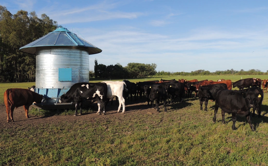 Engorde a corral: un informe estadístico del Senasa precisa la existencia de los rodeos