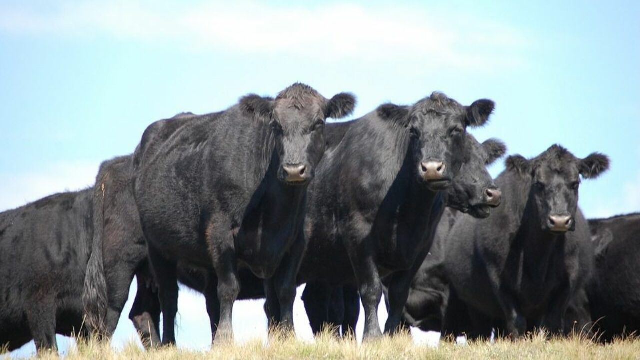 Carne vacuna de calidad y menos emisiones de metano: ¡Se puede!