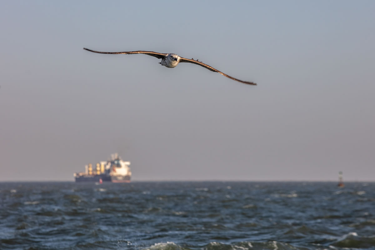 Puerto de Bahía Blanca: ¿Cuáles fueron los destinos de la exportación récord de 2021?