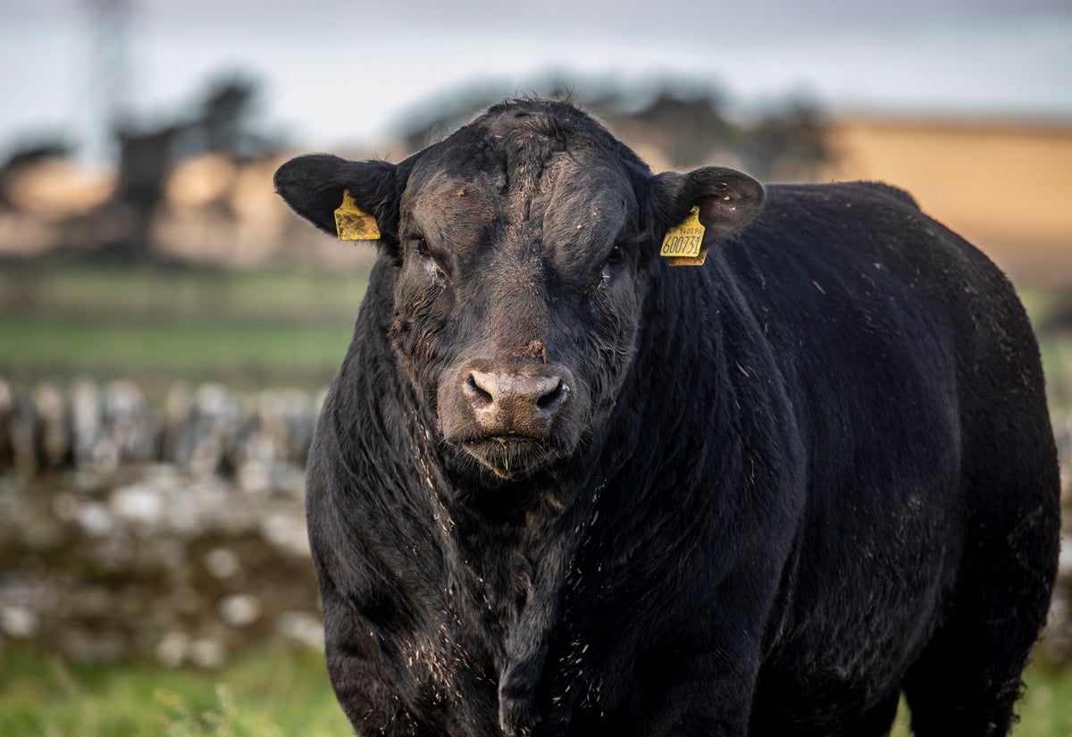 Exportaciones de carne 2021: Instrucciones para mirar el vaso medio lleno