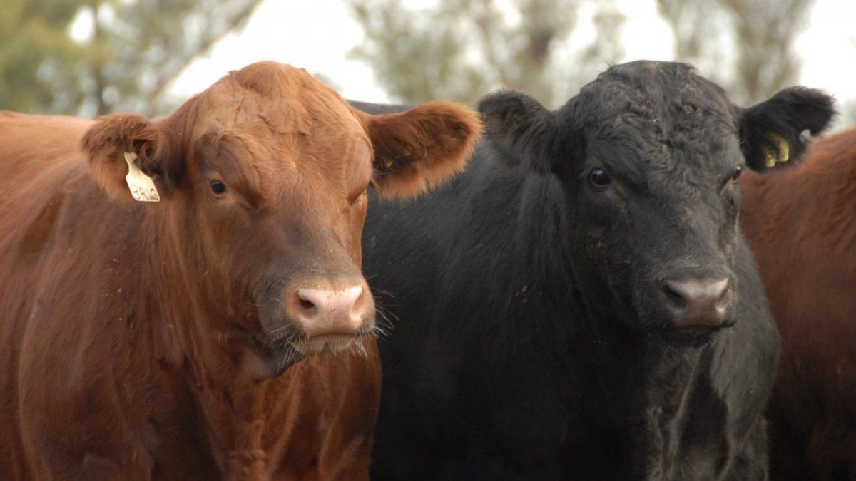 Conflicto Rusia-Ucrania: Los daños colaterales que se esperan en el mercado de carnes