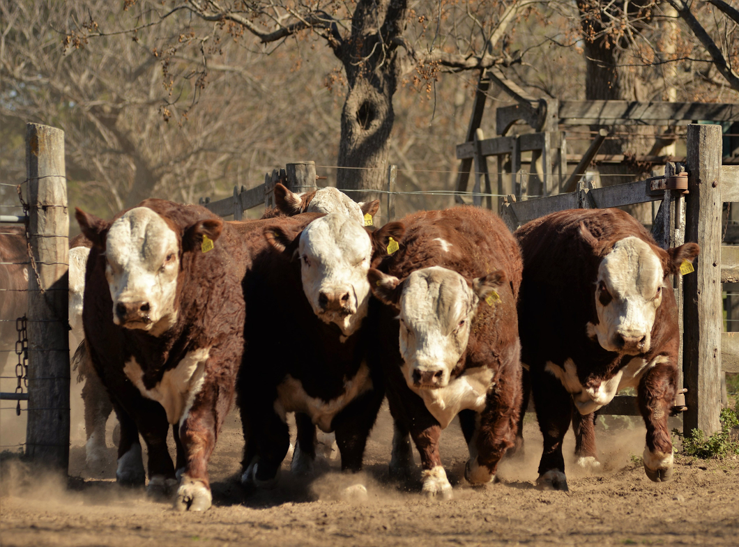 Stock bovino: ¿Qué significa convivir con menores tasas de extracción?