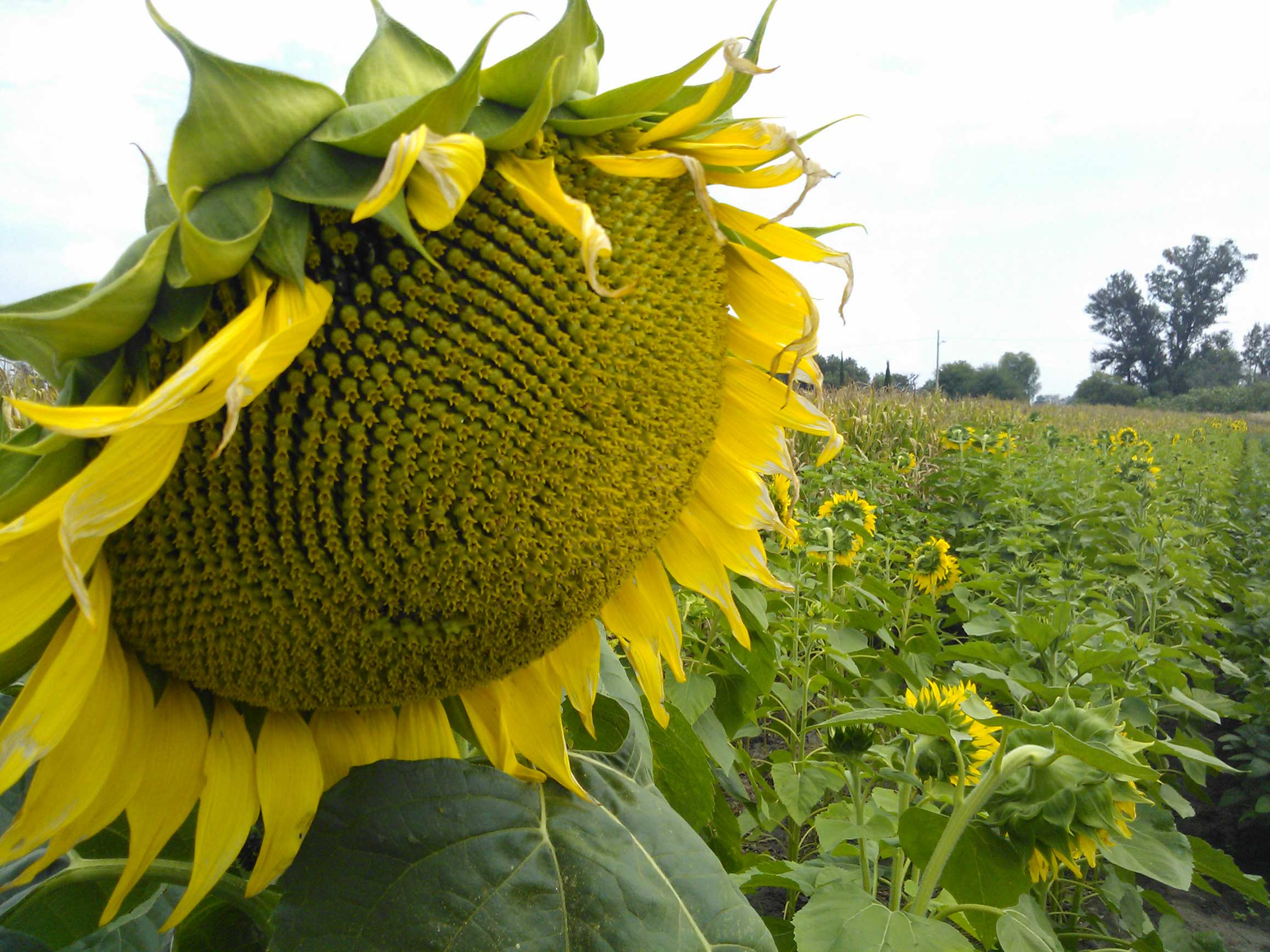 Girasol: con bajo peso de los granos, el rinde 2019/2020 finalizó con un promedio de 1.900 k/h