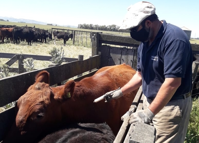 INTA: desarrollo de una vacuna contra la Escherichia coli en bovinos