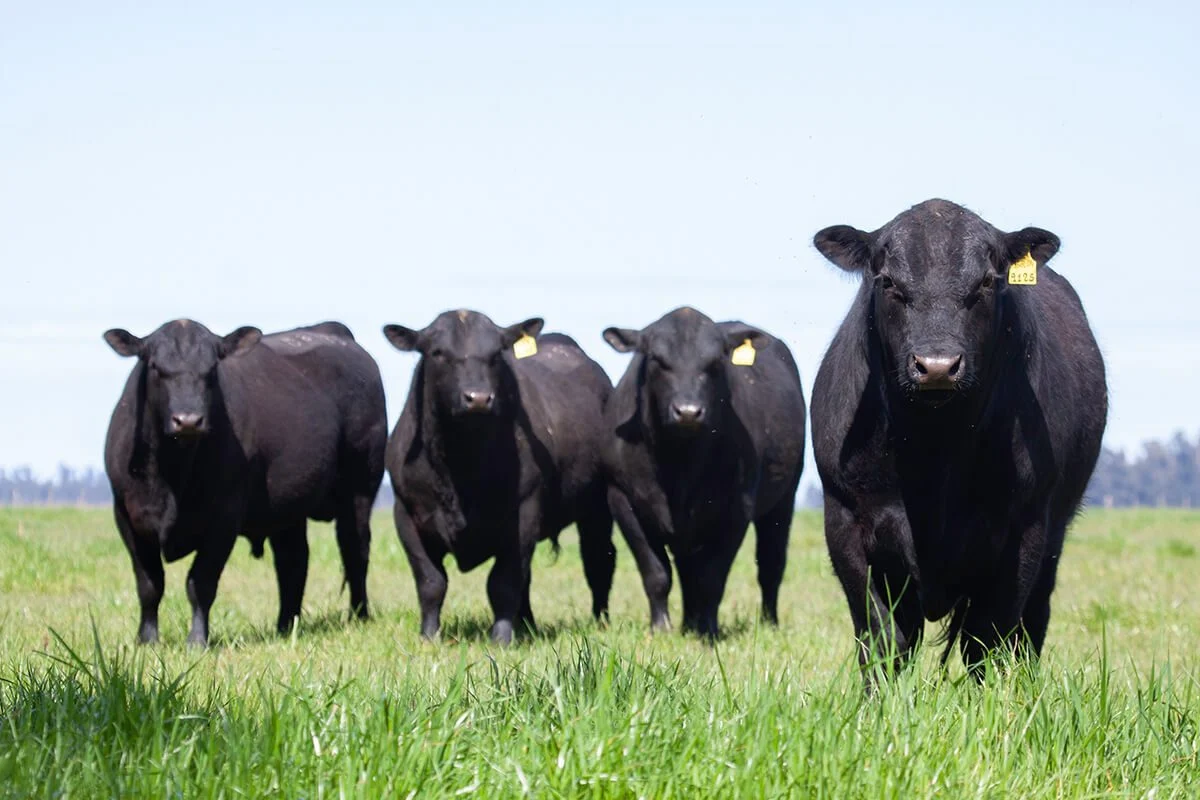 CREA: Un 56 % de los consultados planea incrementar el stock de vientres bovinos