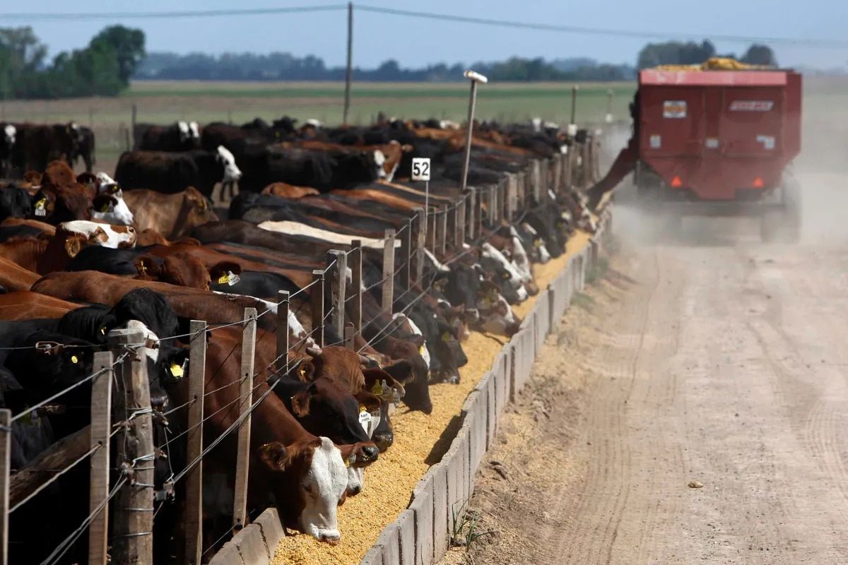 Feedlot: Los números no cierran y se deja de reponer hacienda