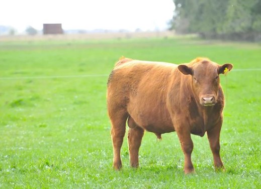 Cómo lograr más kilos de carne: La experiencia en la Cuenca del Salado