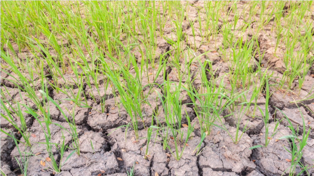 Emergencia agropecuaria: Ya se pueden presentar las declaraciones juradas