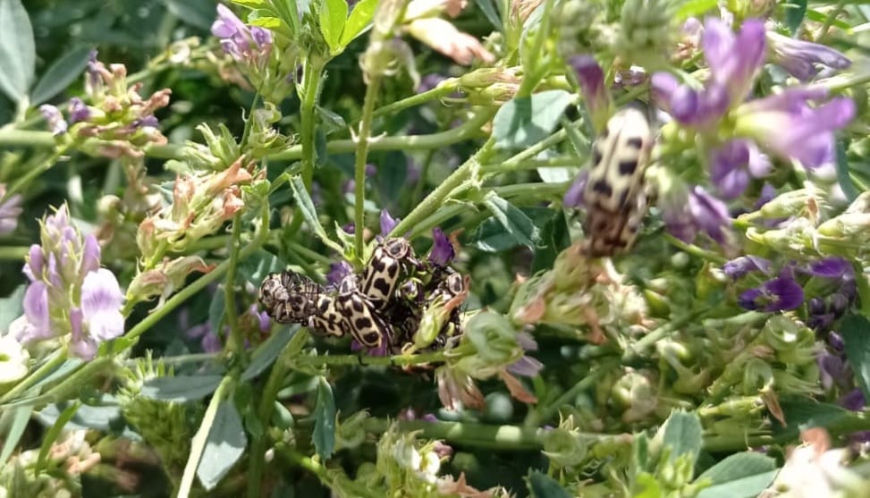 Sequía y ganadería: Ahora aparecen muertes por la ingesta de siete de oro en la alfalfa