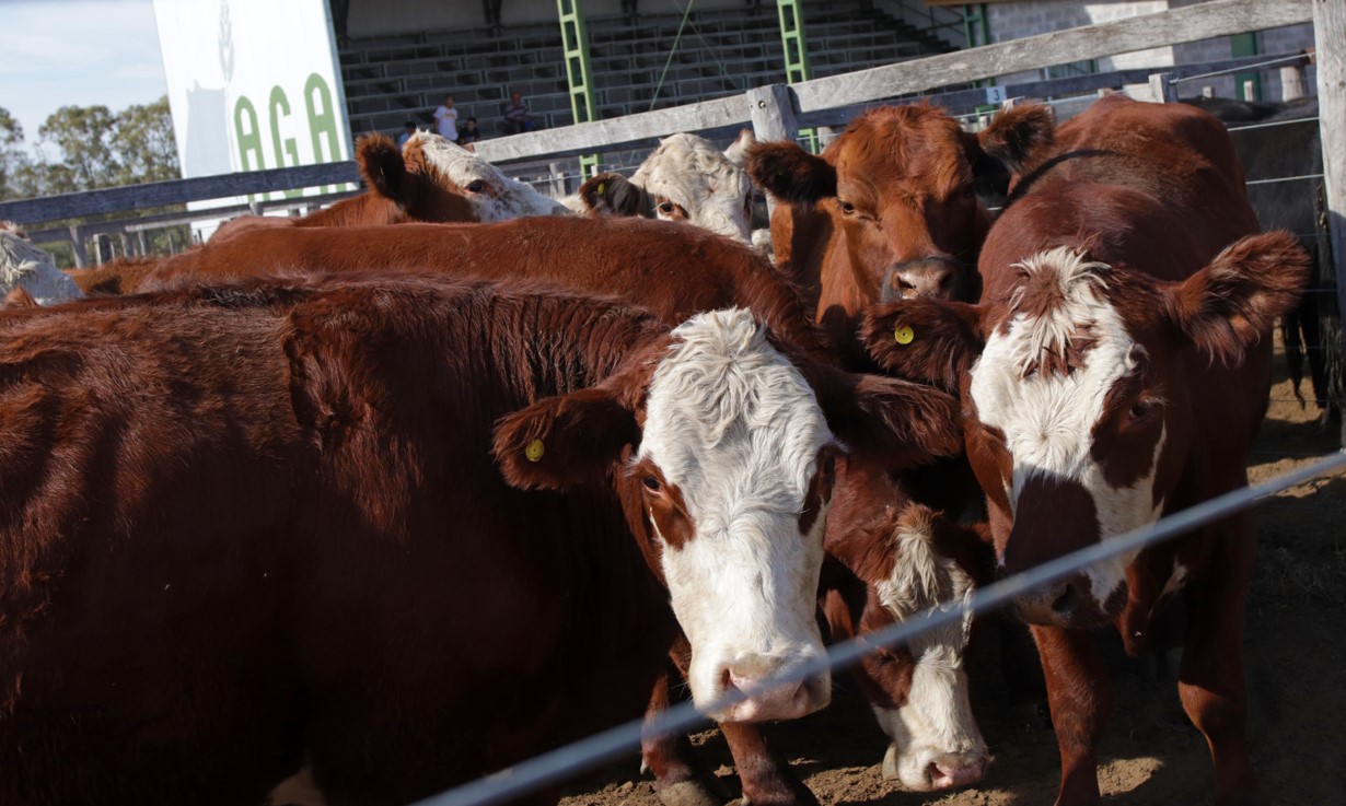 Sequía: ¿Cuál es el impacto en la sanidad de los rodeos?