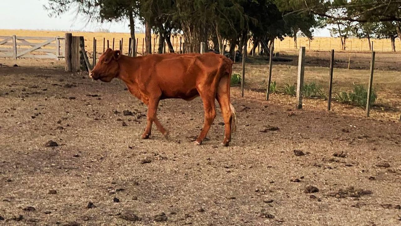 Carbap: Piden al Gobierno nacional por urgentes medidas de fondo