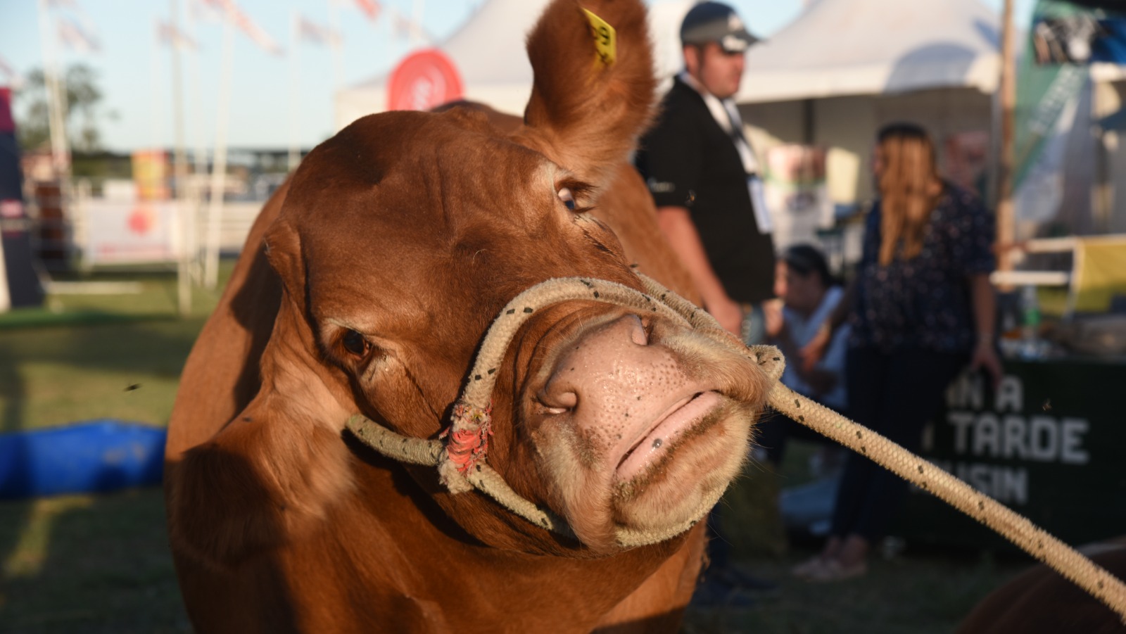 Expoagro 2023: El sector ganadero sumará calidad, inversión y capacitación