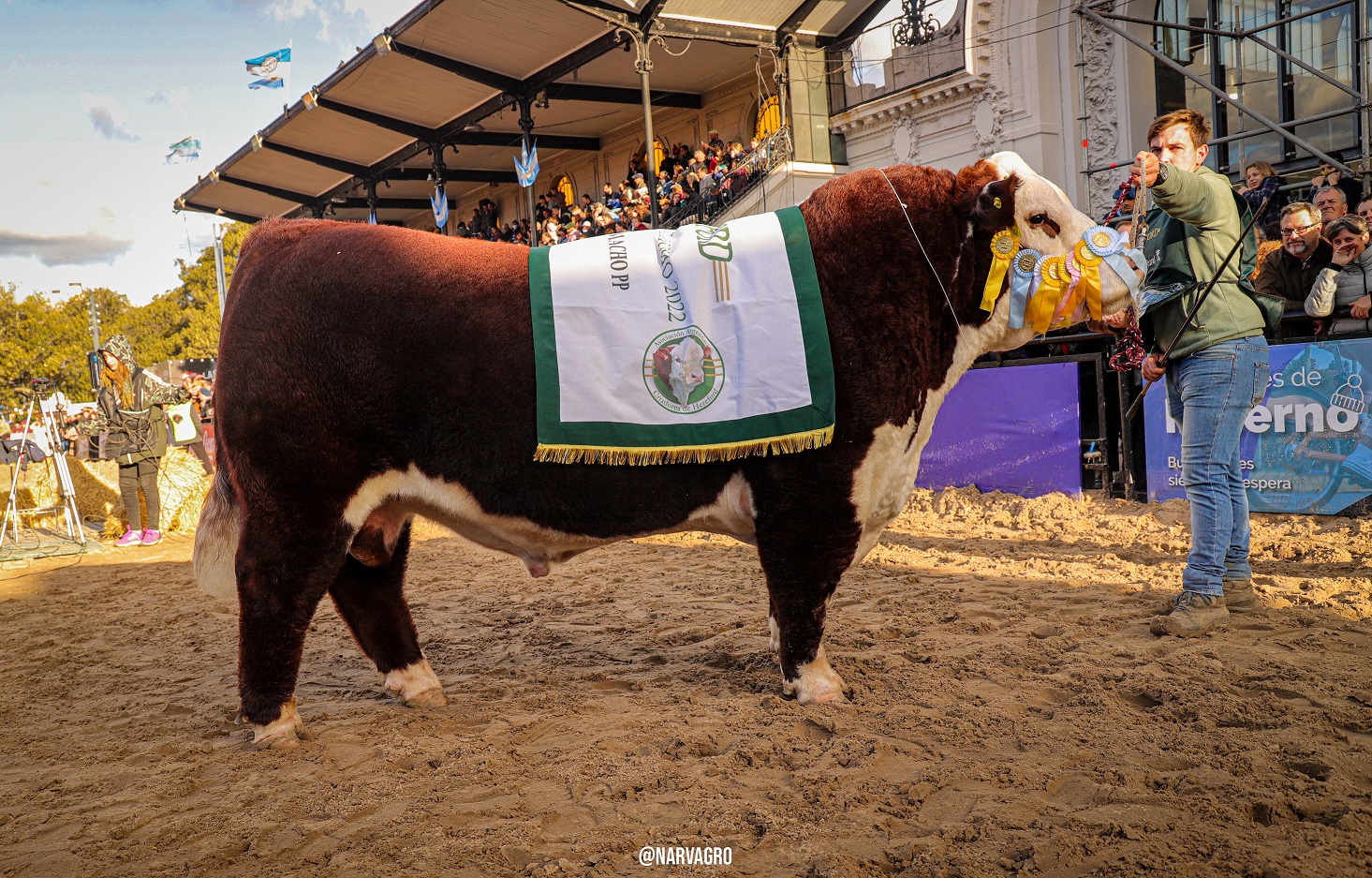 Polled Hereford: Con la mira puesta en la Exposición de Palermo