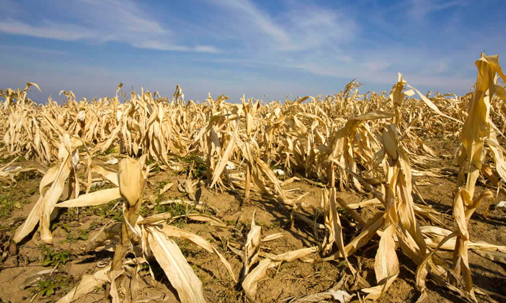 Emergencia agropecuaria: extienden la asistencia hasta el 31 de octubre