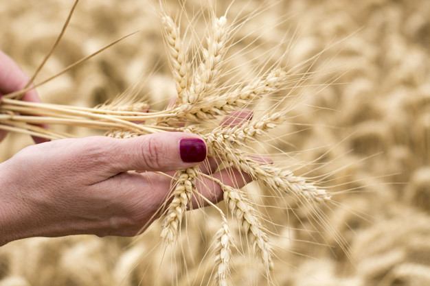 Trigo: claves para conocer mejor la nutrición para formar los rendimientos