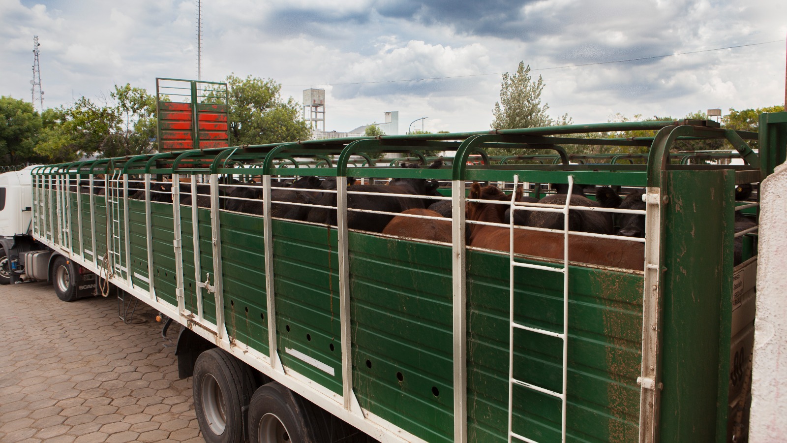 Senasa: verificarán las habilitaciones a medios de transporte de animales