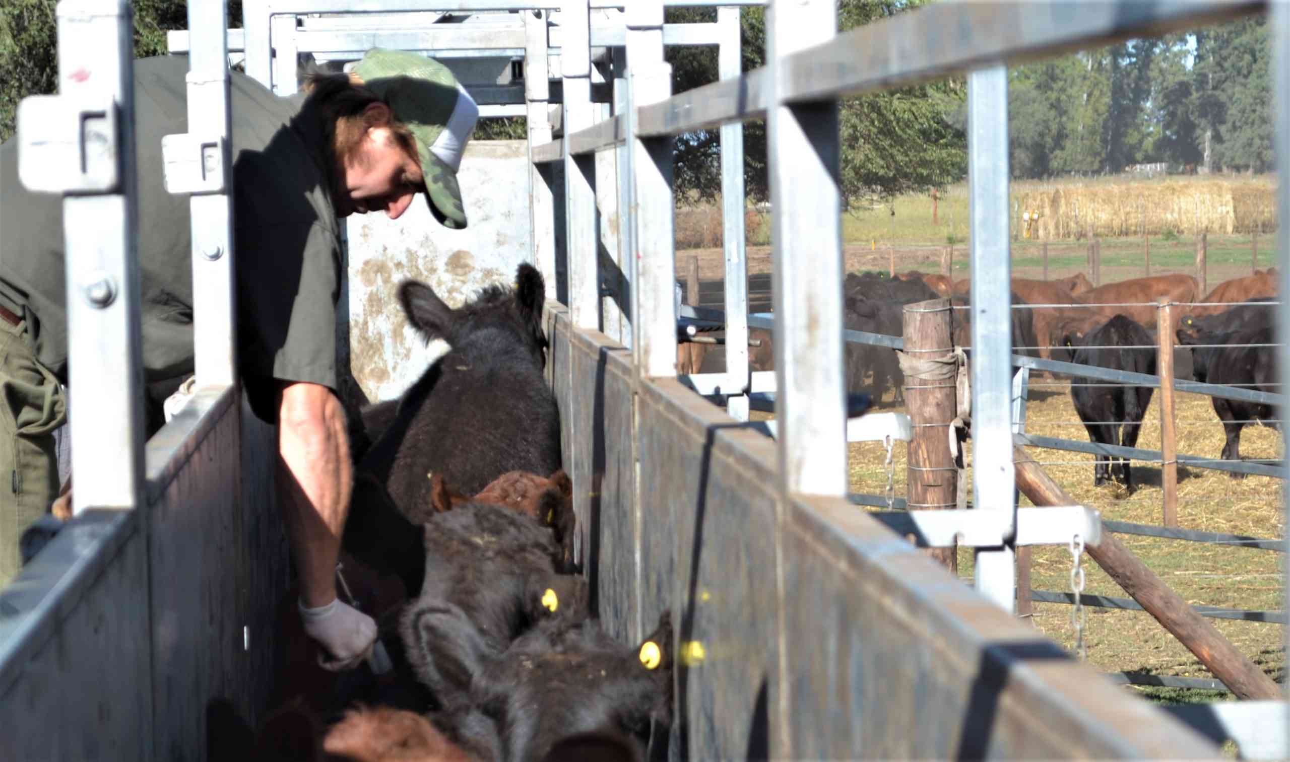 Congreso de Sanidad Animal: Un encuentro por el futuro de la ganadería