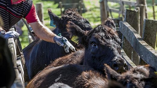 Preocupación de la Academia Nacional de Agronomía y Veterinaria por la crisis sanitaria