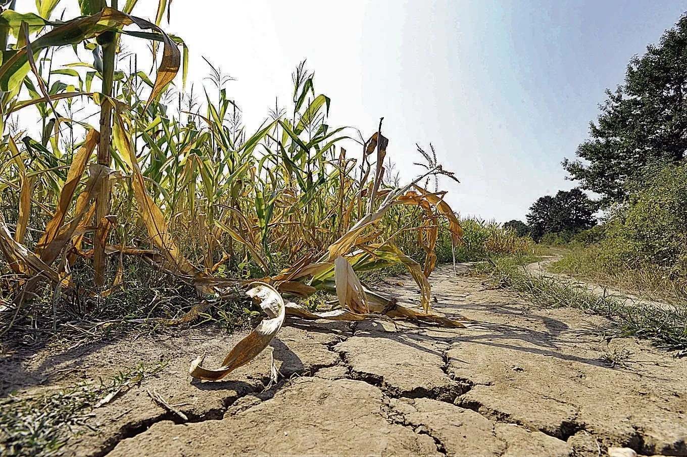 Cedaba: Declaran la emergencia y desastre agropecuario para Bahía Blanca y Coronel Rosales