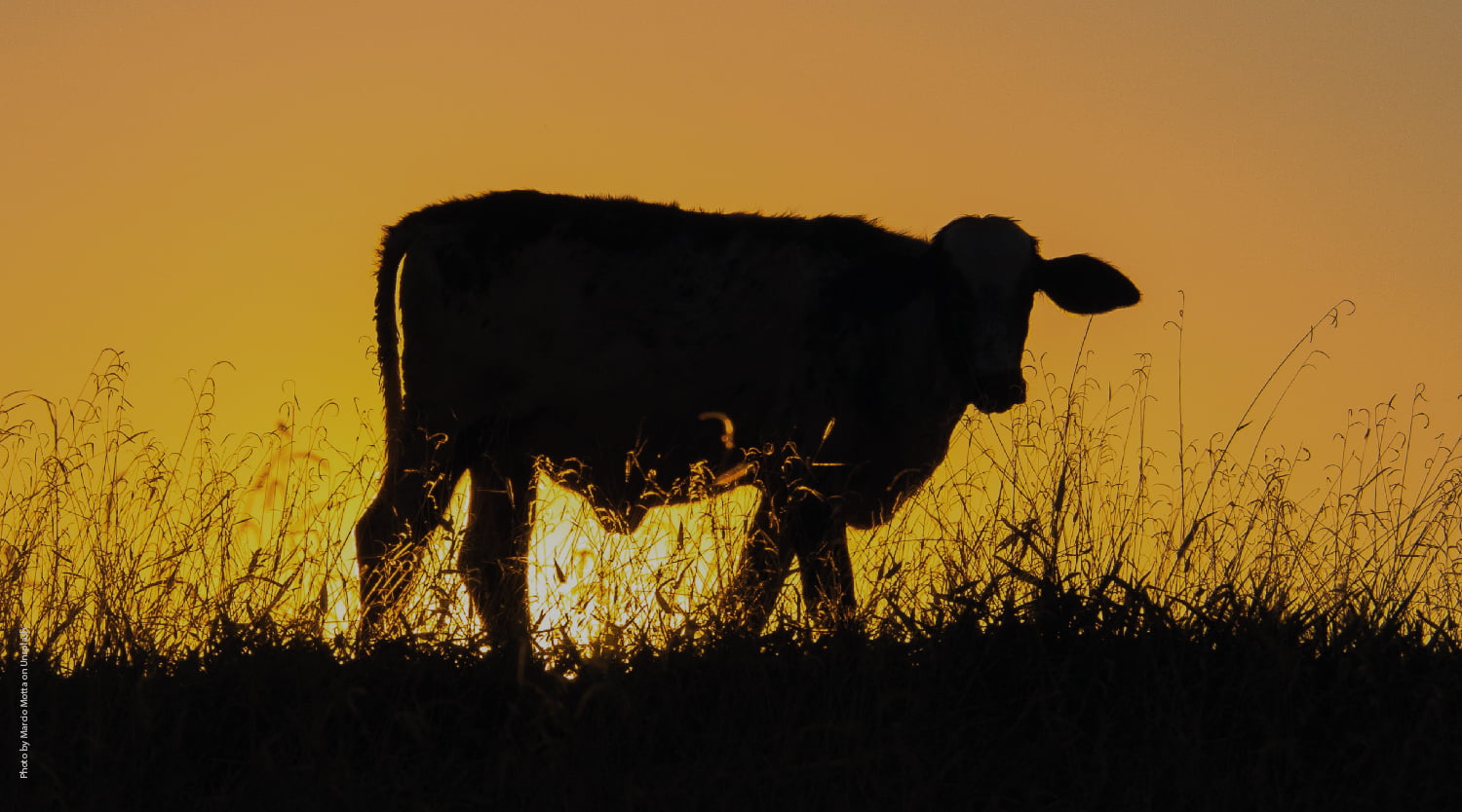 Estrés calórico en corrales y feedlots: Diez claves para la prevención