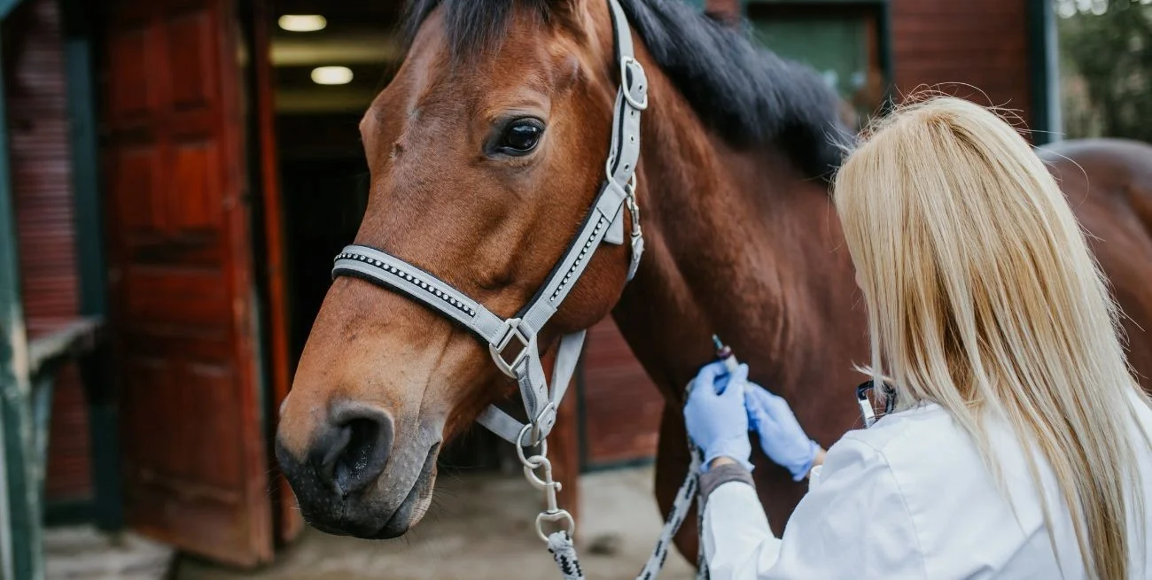 Encefalitis equina: cómo prevenir la aparición del mosquito de la enfermedad