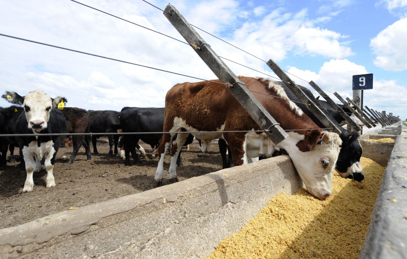 Feedlots: cuentas en rojo para un proceso de vaciamiento