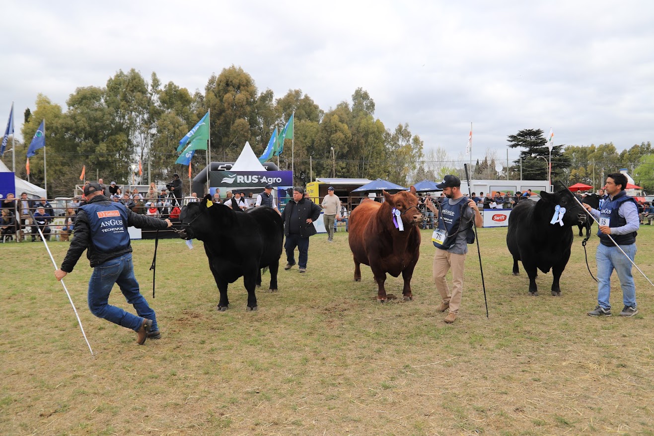 Expoagro 2024: El IPCVA apuntalará a la actividad desde el Sector Ganadero