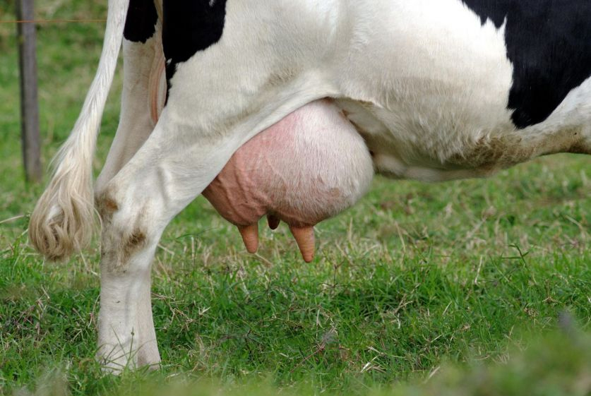 ¿Cómo se trata la mastitis en los bovinos? ¿Y por cuánto tiempo?