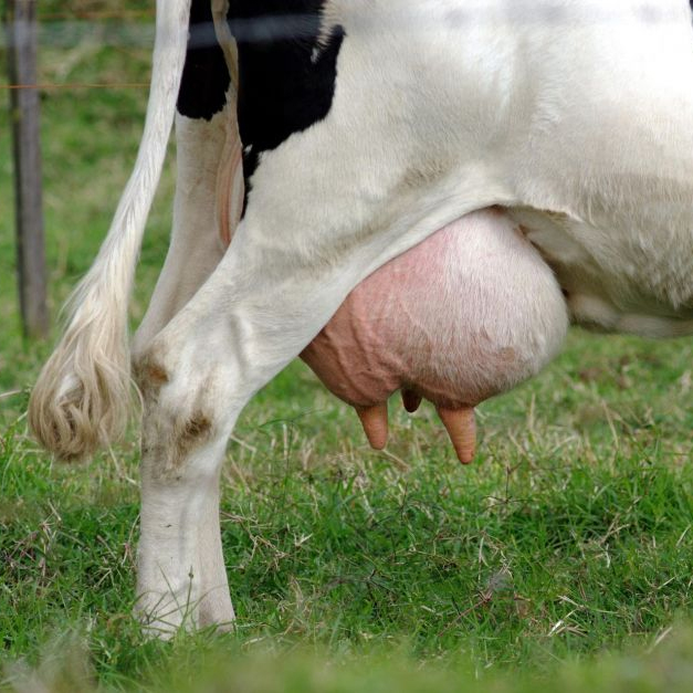 ¿Cómo se trata la mastitis en los bovinos? ¿Y por cuánto tiempo?