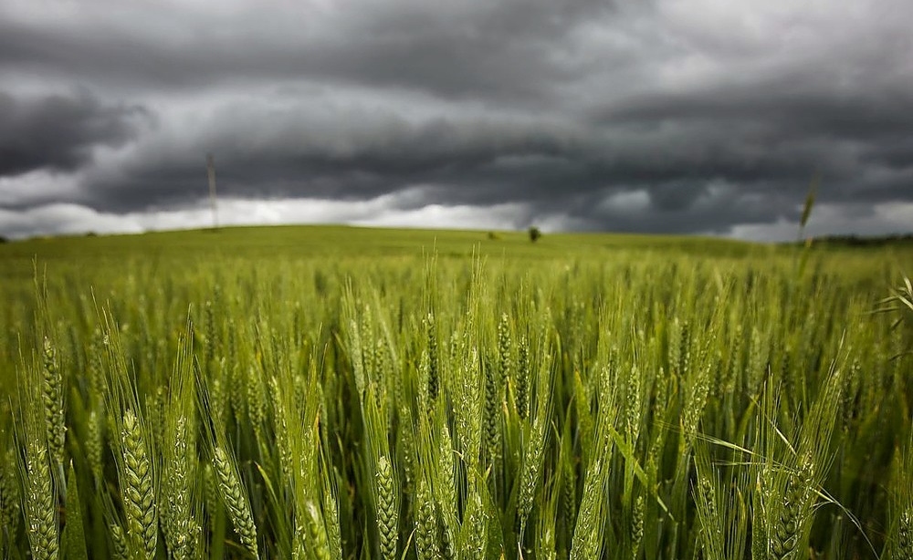 CRA y el trigo: ¿Por qué las retenciones dejan afuera de la cancha al productor?